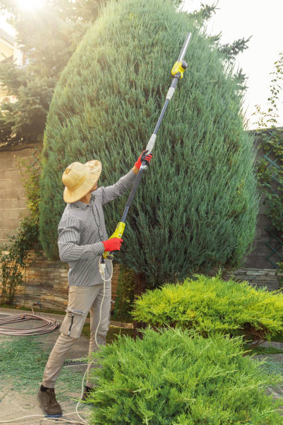 How Our Tree Care Process Works  in Breezy Point, MN